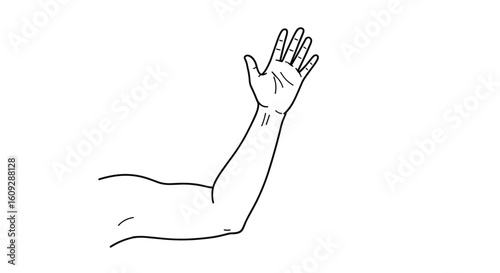 A detailed anatomical illustration of a human arm with fingers extended in a clear and simple line drawing suitable for educational purposes