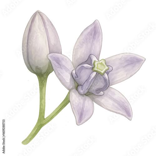 Crown Flower – Bud and Bloom in Watercolor Style