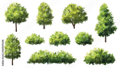  Vector watercolor green  tree or forest side view isolated on white background for landscape and architecture drawing,elements for environment or and garden,Shrub for section