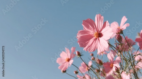 Pink flowers blooming clear blue sky