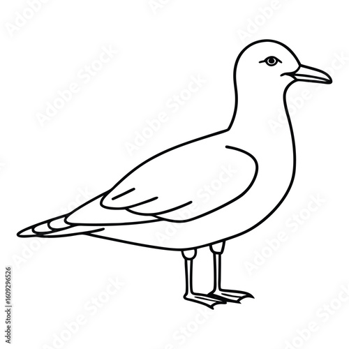 Simple line drawing of a seagull standing