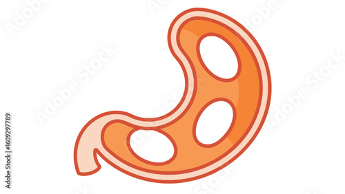 Stylized orange human stomach anatomy illustration with white background organ digestive