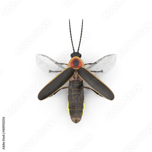 Glowing firefly top view