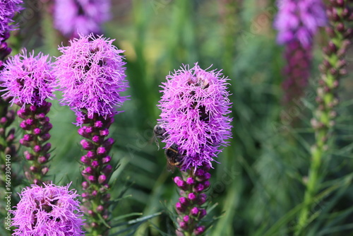 Sweden. Liatris spicata, the dense blazing star, prairie feather, gayfeather or button snakewort, is a herbaceous perennial flowering plant in the family Asteraceae. 