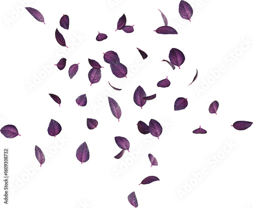 Purple Basil Leaves
