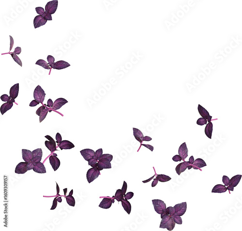Purple Basil Leaves