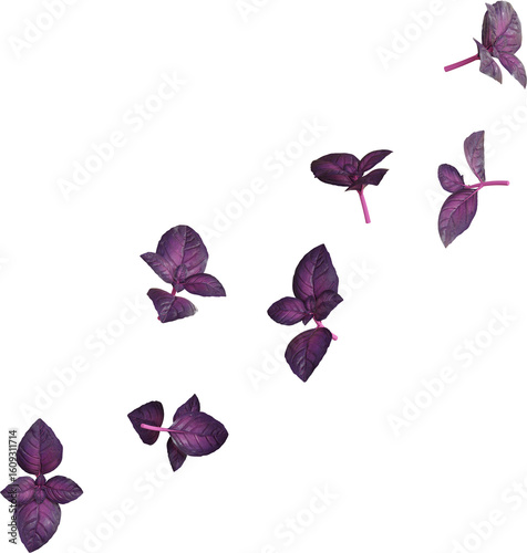 Purple Basil Leaf
