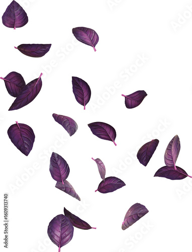 Falling Purple Basil
