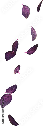 Falling Purple Basil