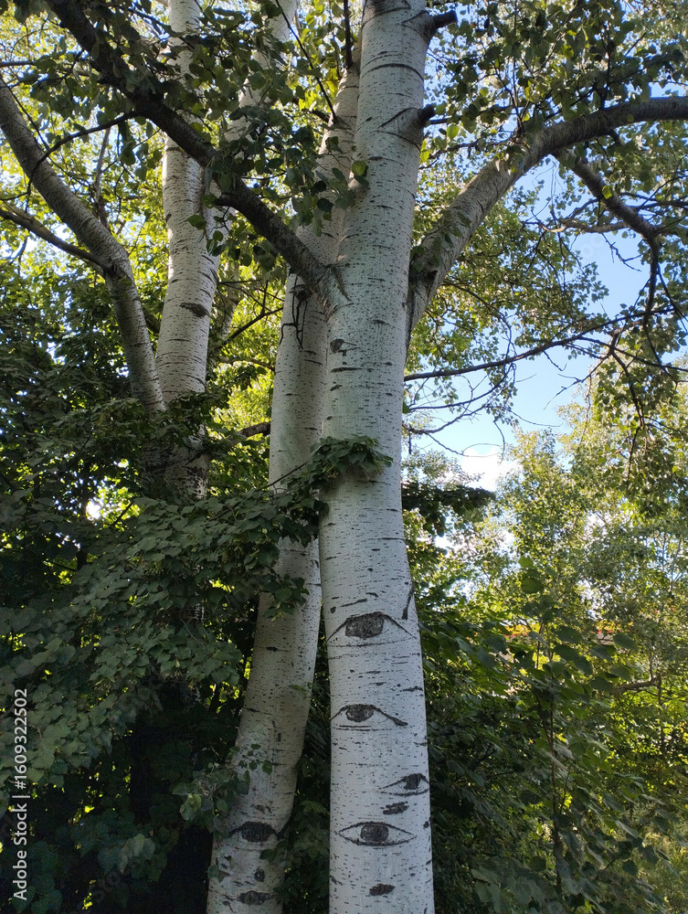 Fototapeta premium Birch trees with distinctive eye-like markings on the bark, surrounded by green foliage. A surreal and symbolic nature detail that sparks imagination.