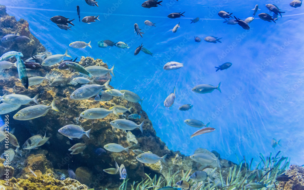 Fototapeta premium Tropical fishes in aquarium environment