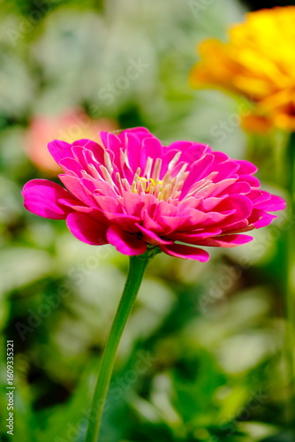 red carnation flower