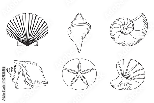 Six assorted seashells and sand dollar line art conch scallop