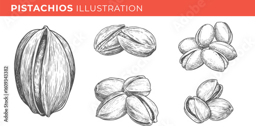 Set illustrations of pistachios isolated on transparent background. Vector graphics
