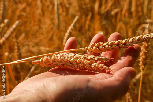 Ripe wheat ears lie gently in the agronomist’s palm, bathed in golden sunlight as he carefully examines them, deciding the perfect moment to begin the harvest. Part of the “Agriculture” series.