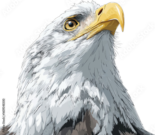 Majestic close up illustration of a bald eagle head depicting independence and freedom