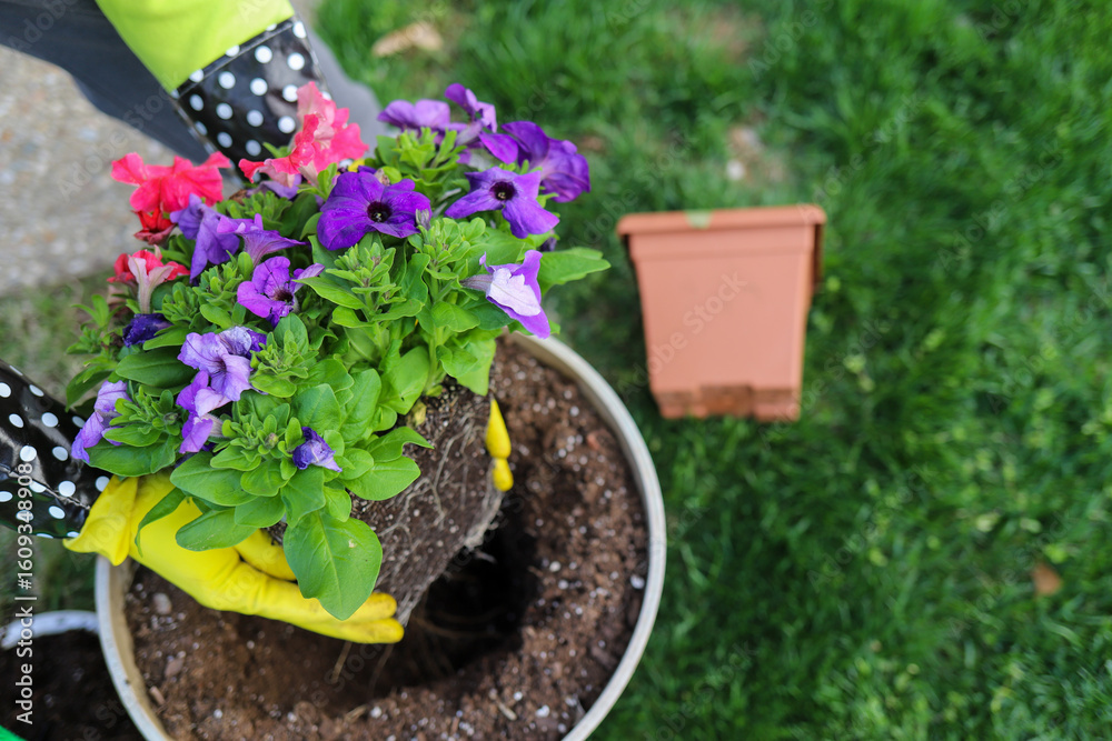 A gardener planting flowers in a flower pot A gardener planting flowers in a flower pot