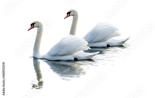 Two elegant white swans gracefully gliding on the calm water surface creating beautiful reflections png isolated on transparent background