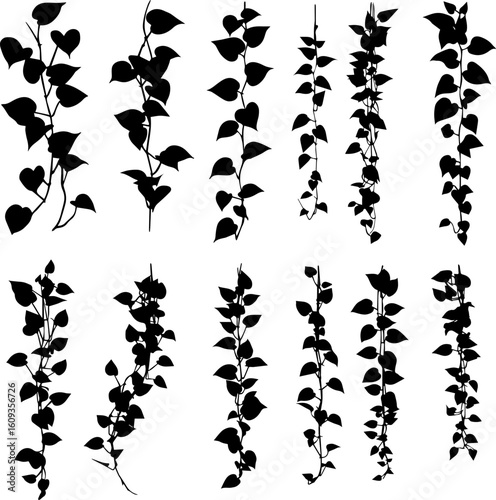 Collection of twelve black silhouette ivy vine illustrations.