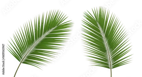 Two vibrant green palm fronds against a stark black background