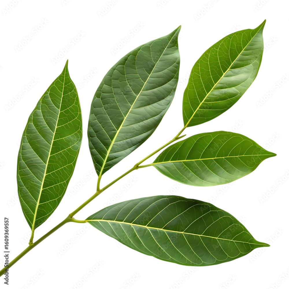 Obraz premium Vibrant Green Leaves: Nature Photography - Sprig of Lush Foliage on White