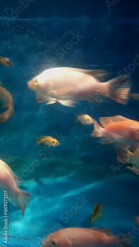 Cute fish in aquarium