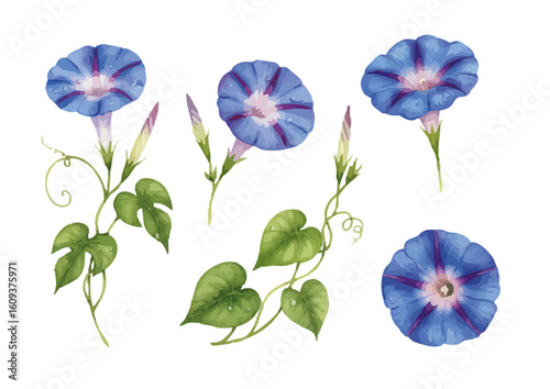 Vector watercolor Morning glory flower / 水彩テイストの朝顔イラスト
