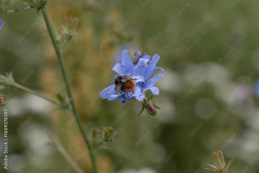 Fototapeta premium Closeup of a bumblebee pollinate a blue flower with the name chicory