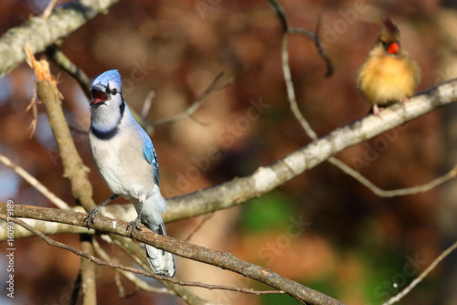 Photos Blue jay chirping calling perched on branch.