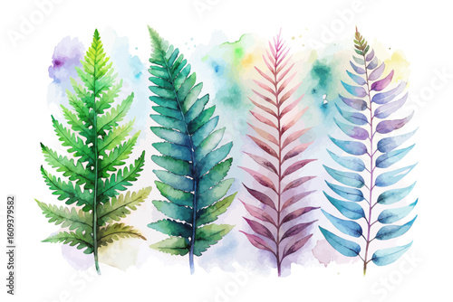 set of watercolor Boston Sword Fern vector illustration isolated on white background
