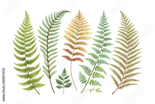 set of watercolor Boston Sword Fern vector illustration isolated on white background