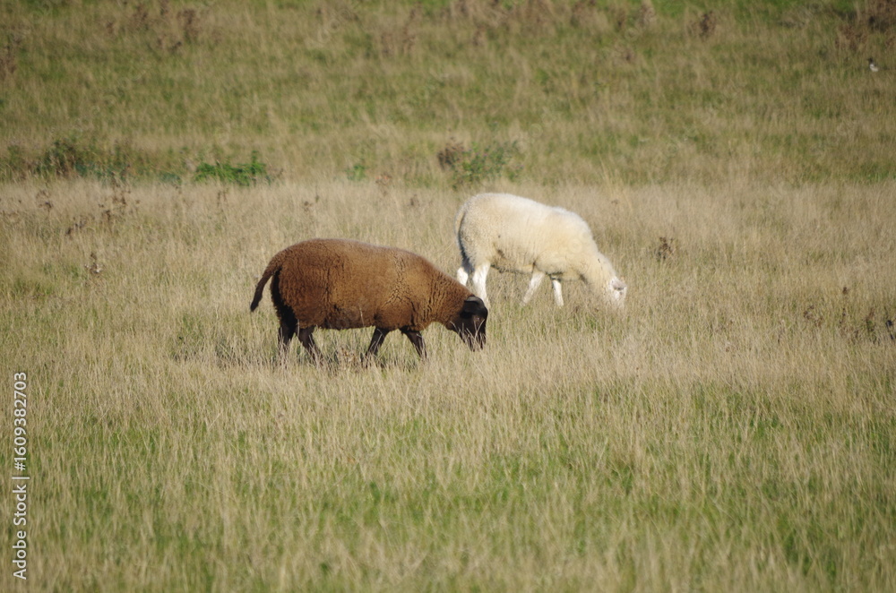 Fototapeta premium 2 sheep in a grassfield in the summer hanging out togehter 
