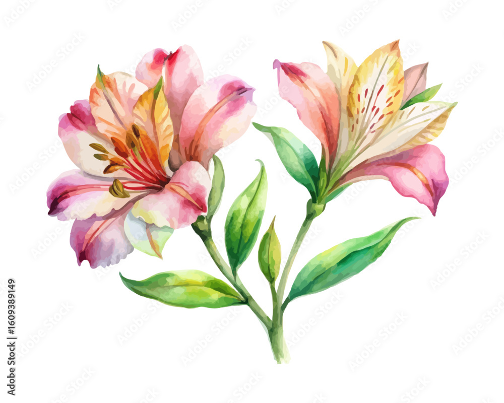 Fototapeta premium watercolor Alstroemeria Branch vector illustration isolated on white background