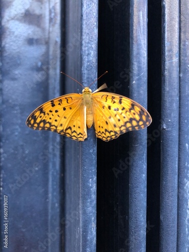 butterfly on the wall