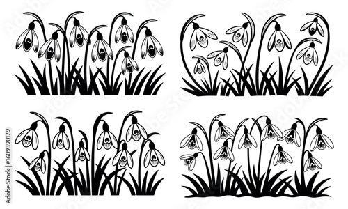 Silhouette of blooming snowdrop flowers growing in grass in spring season
