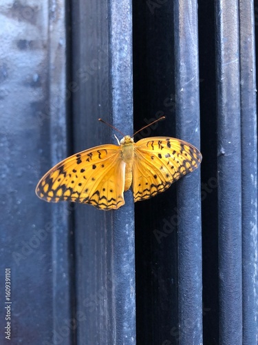 butterfly on the wall