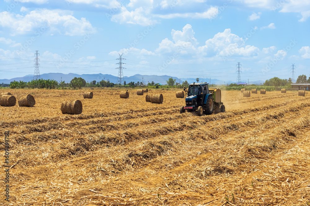 Obraz premium View of dried sugarcane leaves rolled into circular motion after harvesting sugar cane. Farmers collect dried sugarcane leaves and roll them in circles. Dry sugarcane leaves roll in sugarcane field.