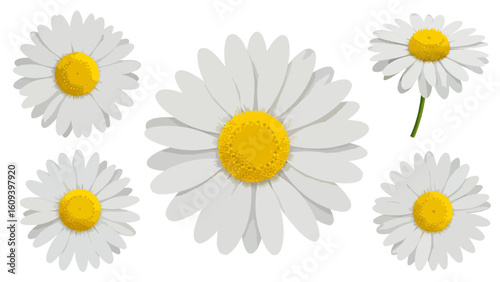 Beautifully illustrated collection of fresh white daisies with bright yellow centers, ideal for natural beauty, garden themes, and spring designs, symbolizing innocence and simplicity.