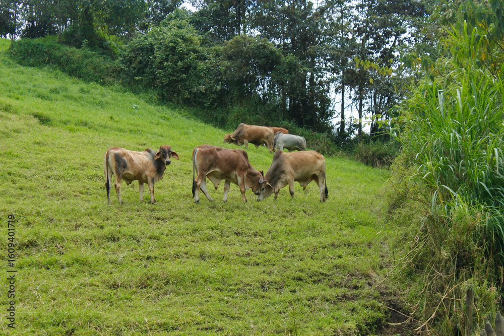 Fototapeta premium Cattle is eating grass in the middle of the mountain and at the same time they are also fighting to show dominance and hierarchy among the herd, well-fed cattle and each animal has a different color s