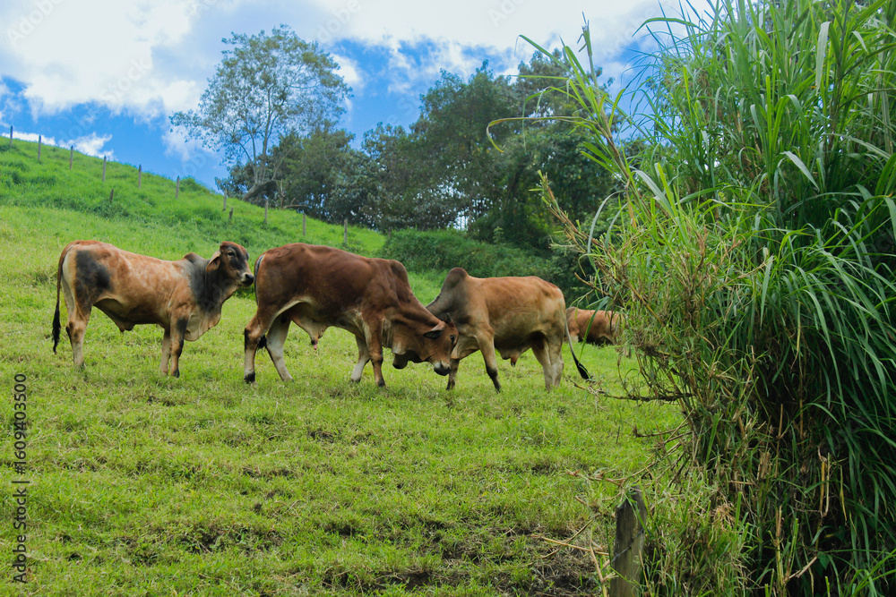 Naklejka premium Cattle is eating grass in the middle of the mountain and at the same time they are also fighting to show dominance and hierarchy among the herd, well-fed cattle and each animal has a different color s