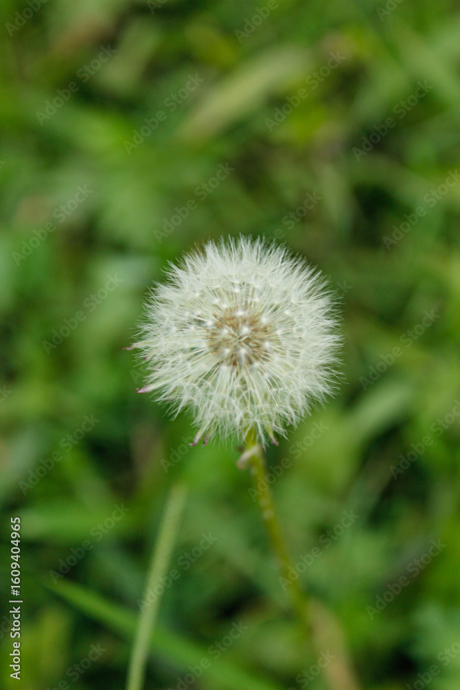 Fototapeta premium dandelion plant that grows with its densely packed petals and its characteristic white color, mature and strong plant in the middle of the forest