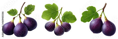 Fresh fig fruit with green leaves on branch, ripe purple figs with natural texture and vibrant color