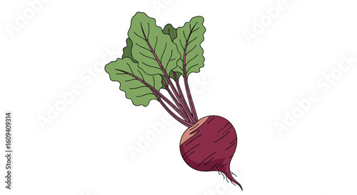 A delicious root vegetable harvested from the earth for healthy eating