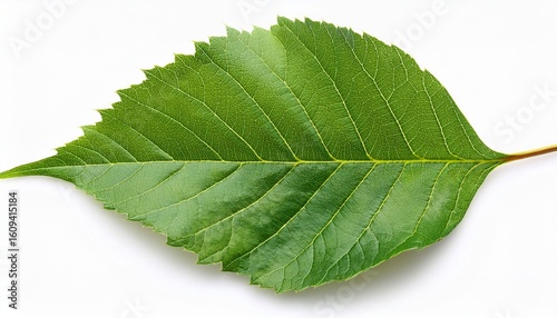 green leaves isolated on white background