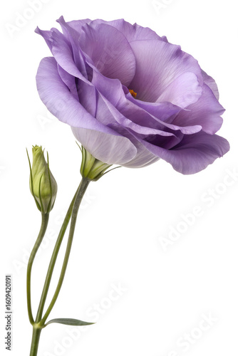 Delicate purple eustoma flower with soft petals, fresh lisianthus bloom isolated on transparent background