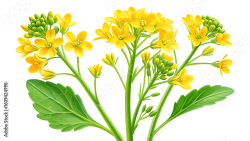 A vibrant illustration showcases the bright yellow rapeseed flowers and green leaves, isolated on transparent background