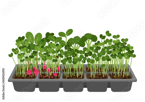 A plant tray of mixed microgreens radishes and broccoli sprouts growing in soil