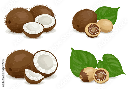 Four illustrations show coconuts and betel nuts with leaves