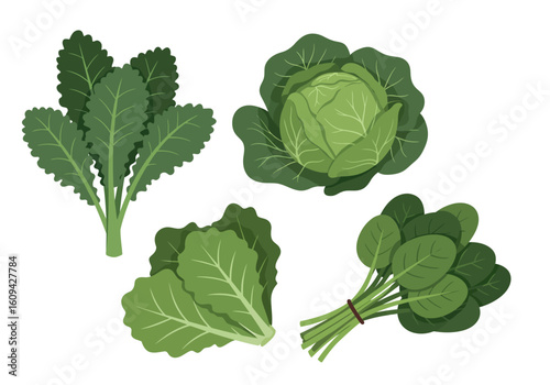 Four types of vegetables including kale cabbage chard and spinach are displayed on a white background