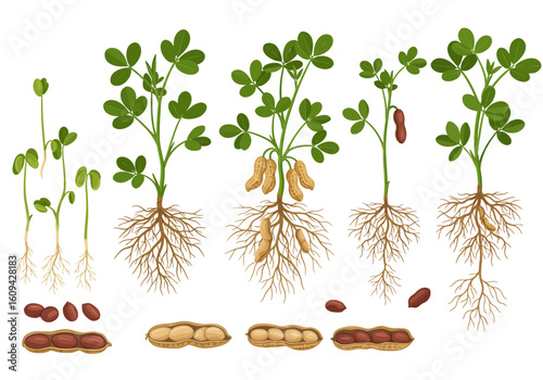 Peanut plant stages sprouts growth roots peanut development